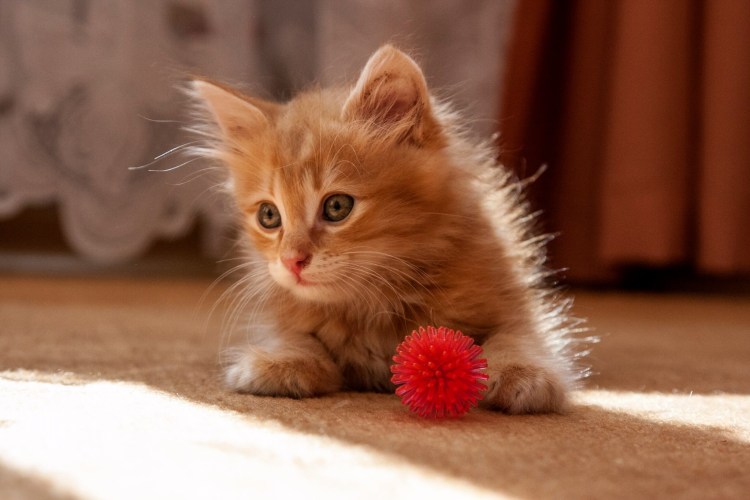 Красивые котята