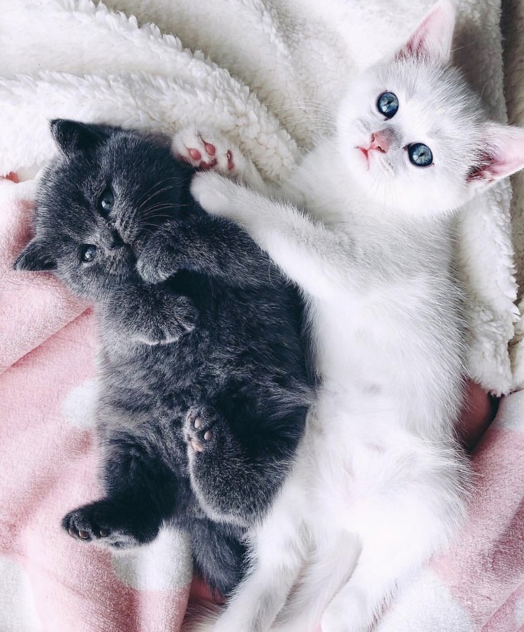 Маленький котенок