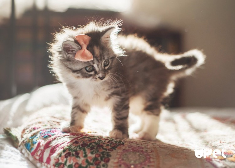 Кошки маленькие милые