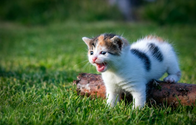 Кошки маленькие