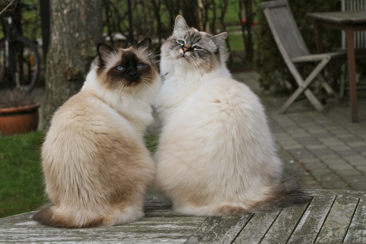 Сиамский балинезийский кот