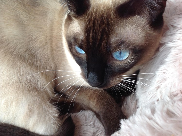 Сиамский кот пушистый