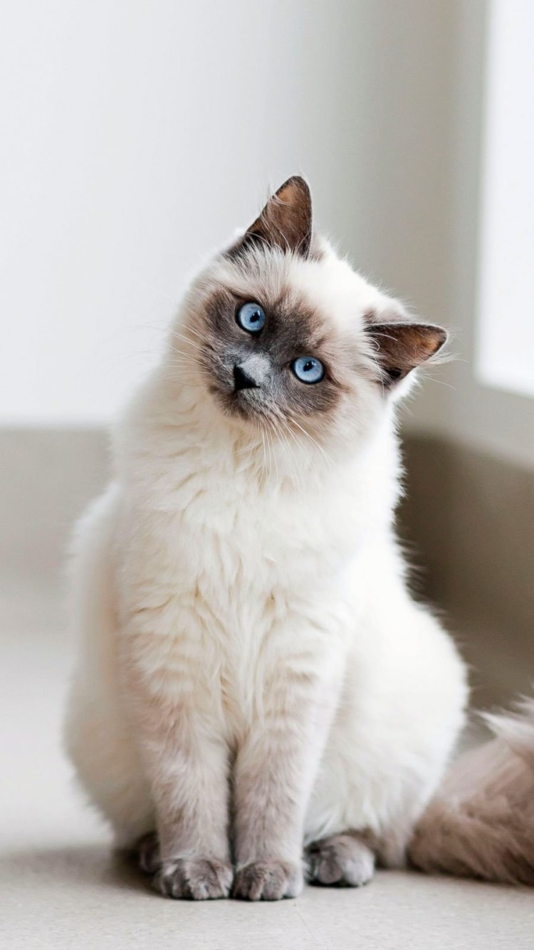 Гималайские сиамские кошки