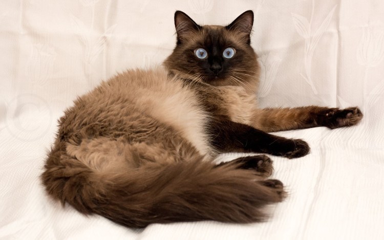 Балинезийская Рэгдолл