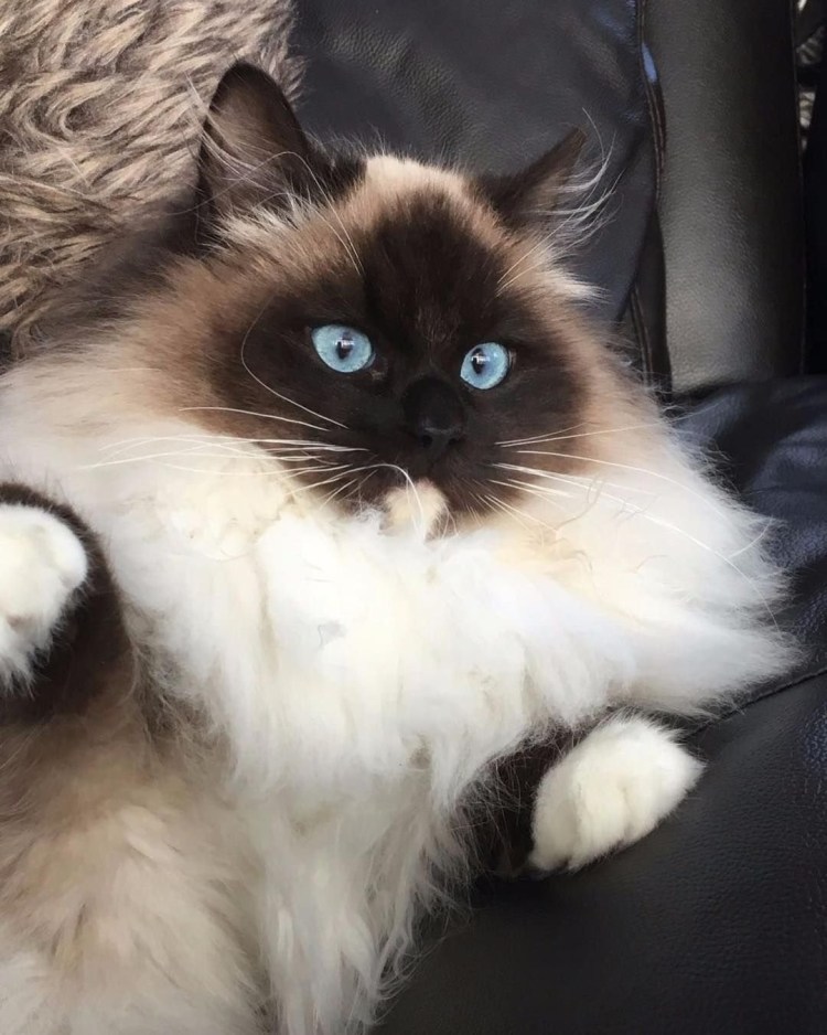 Персидский Рэгдолл