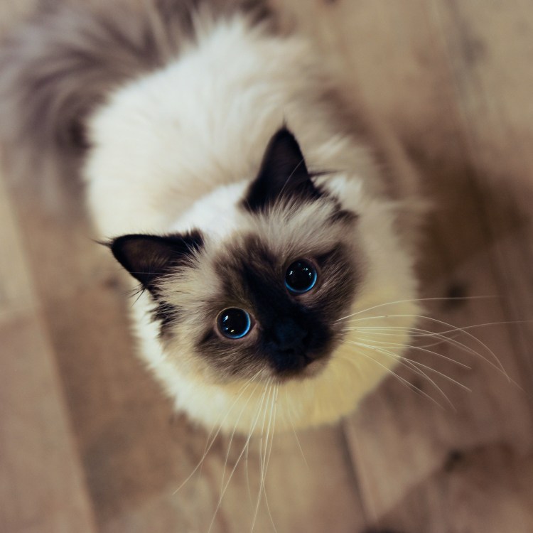 Невская маскарадная Балинезийская