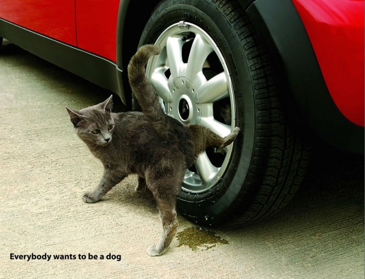 Котик накакал на ковер