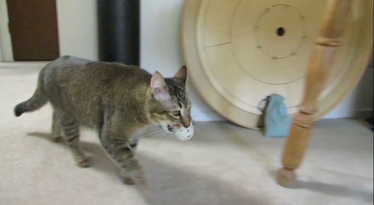 Кот метит в квартире