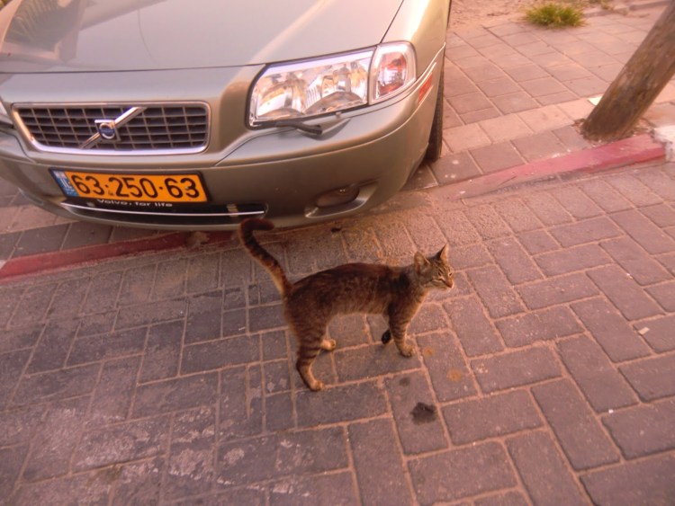 Кошка возле двери