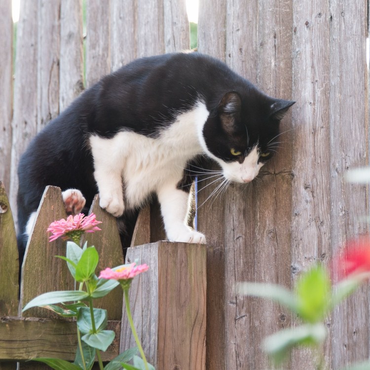 Коты из рекламы Лада