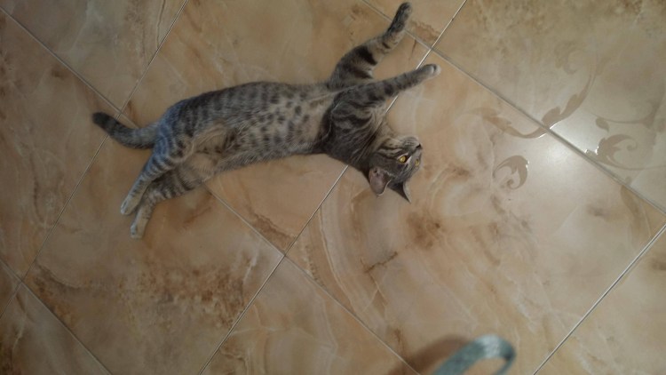 Кот ластится