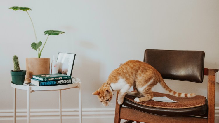 Метит территорию