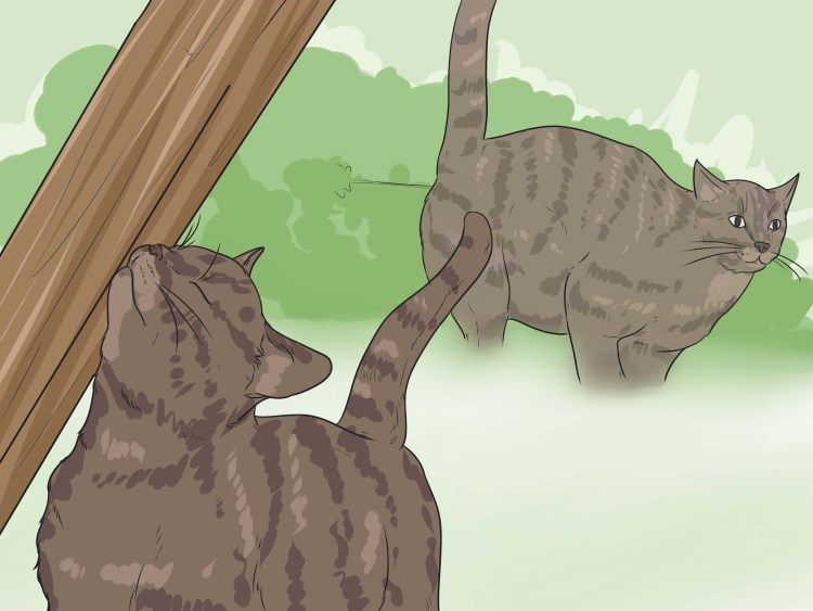 Коты на газон