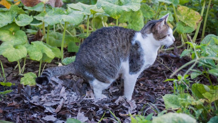 Кошачьи метки