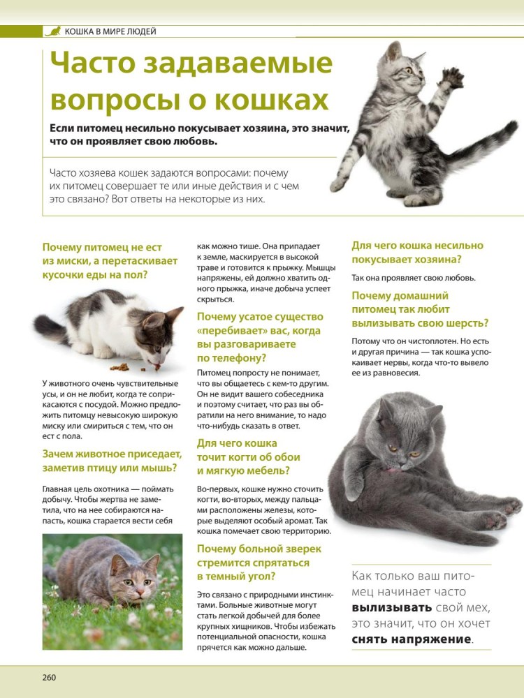 Кот метит комнату