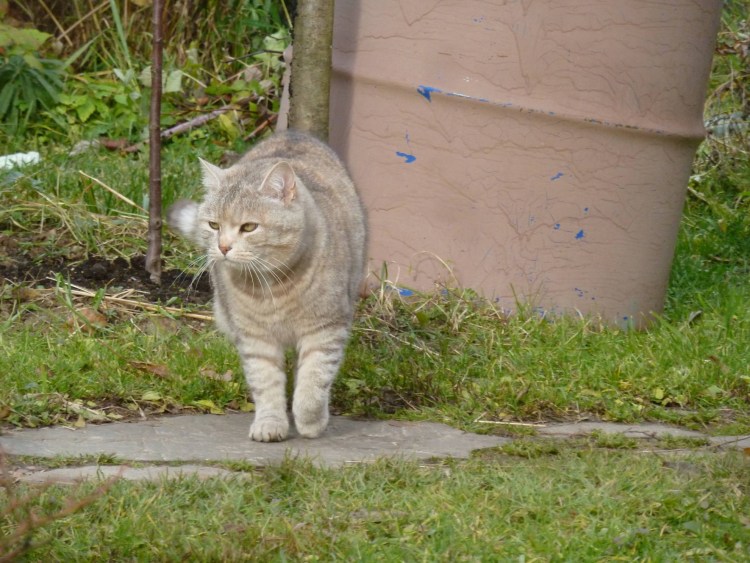 Кот метит машину