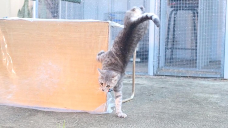 Кот метит точкой на одеяле