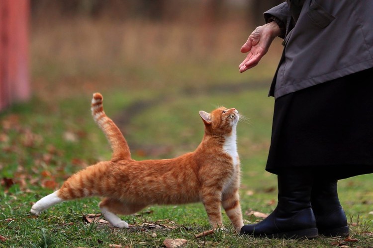 Кот метит в квартире