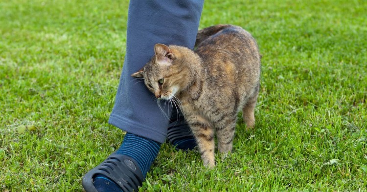 Кошка метит