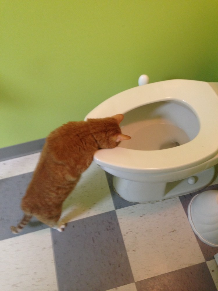 Коты шипят друг на друга