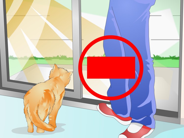 Кошачье поведение