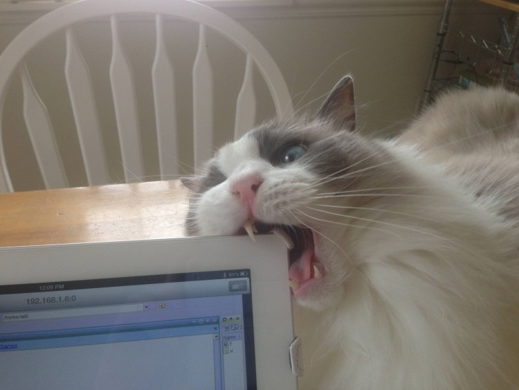 Кошка перегрызла провод