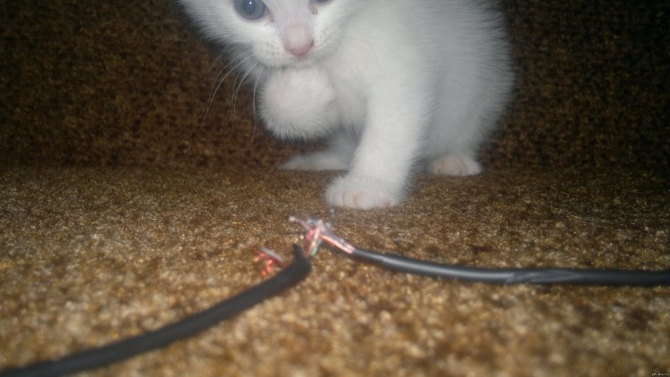 Кот и провода