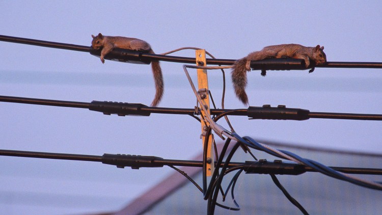 Кот выкусила