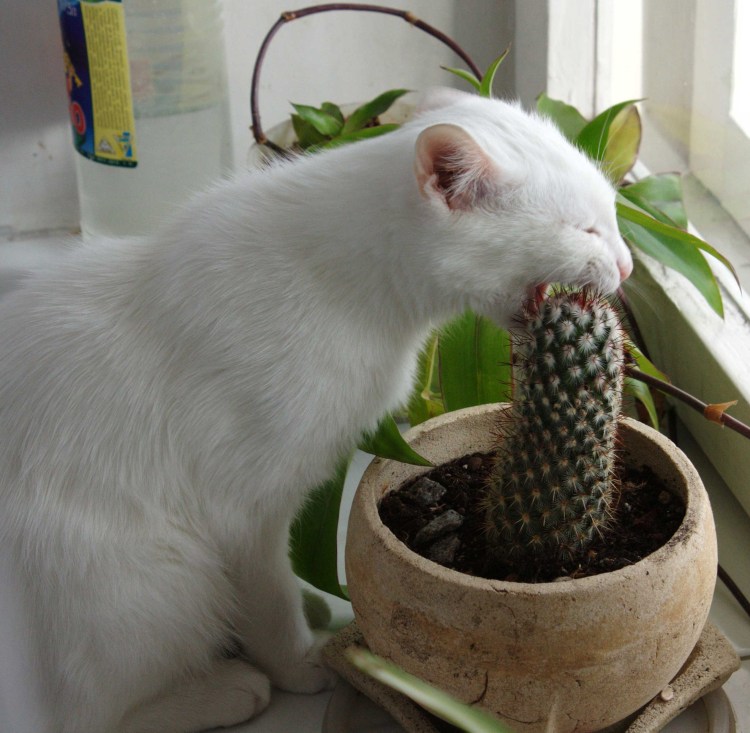 Кот с проводами