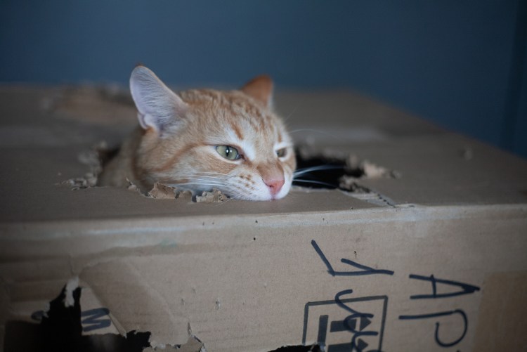 Котенок в проводах