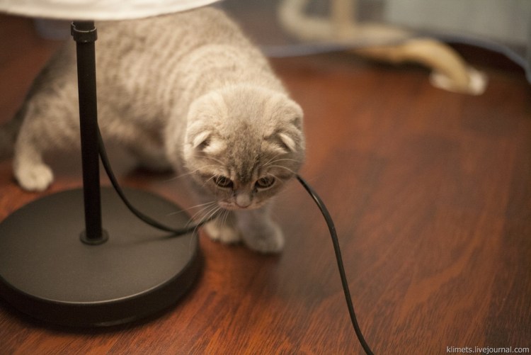 Кот укусил провод