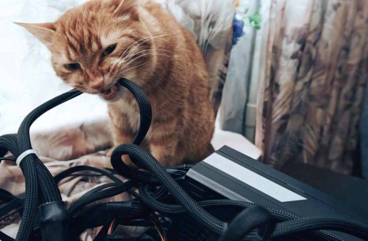 Животные и электричество