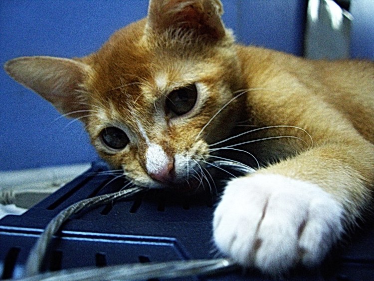 Кошка перегрызла провод