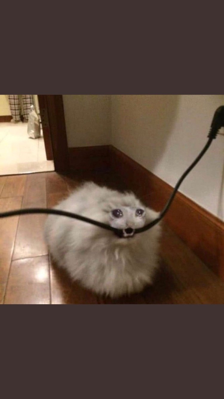 Котик с гарнитурой