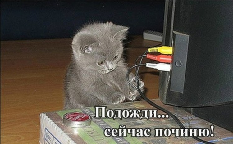 Кот и электричество