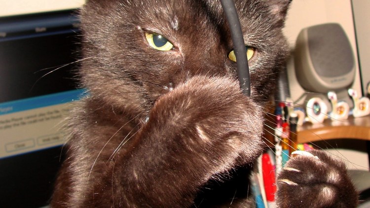 Кот в шоке Мем