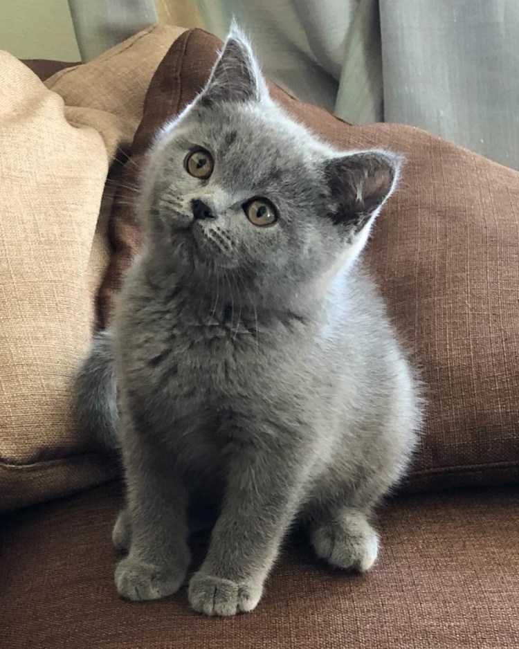 Шотландский скоттиш страйт