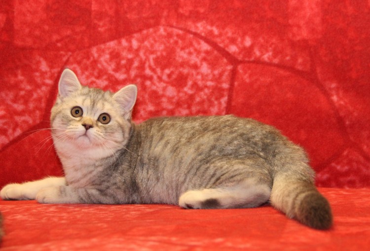 Шотландская кошка прямоухая