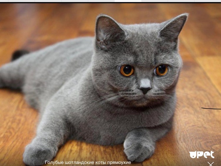 Шотландский скотишишь страйт