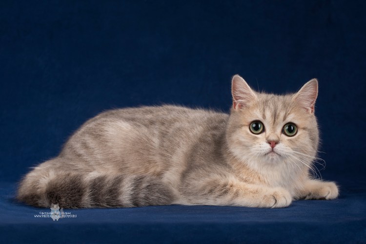 Шотландская кошка прямоухая рыжая