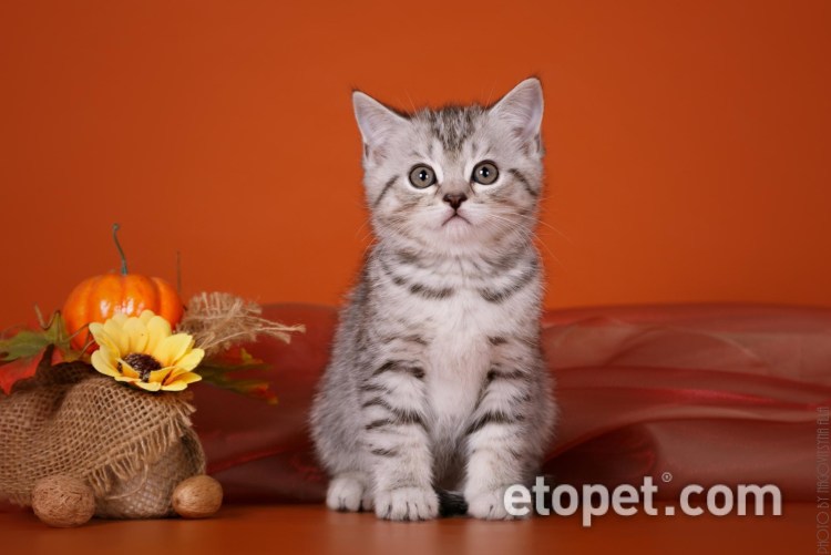 Шотландский скоттиш страйт