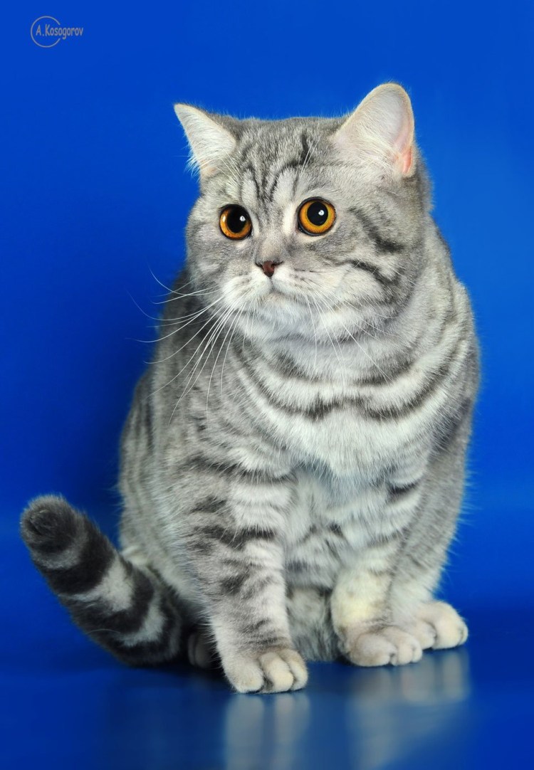 Шотландский скоттиш страйт