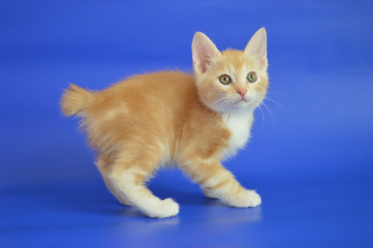 Японский бобтейл кошка