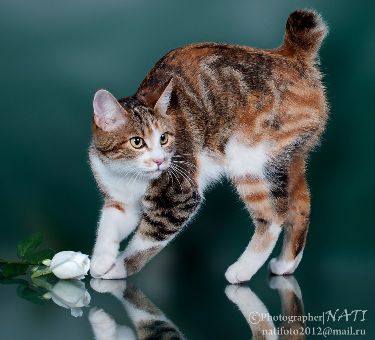 Курильский бобтейл длинношерстный