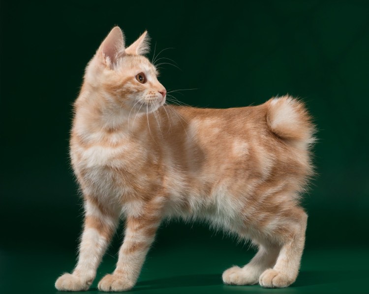 Кот японский бобтейл