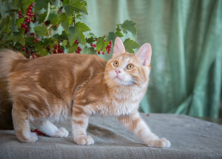 Курильский бобтейл гладкошерстный