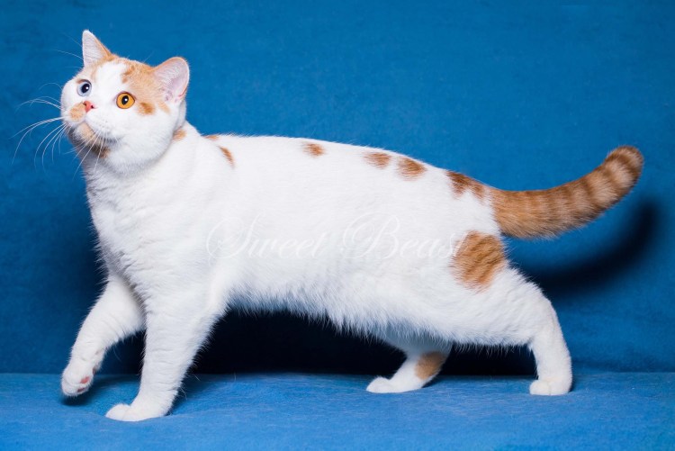 Курильский бобтейл рыжий короткошерстный