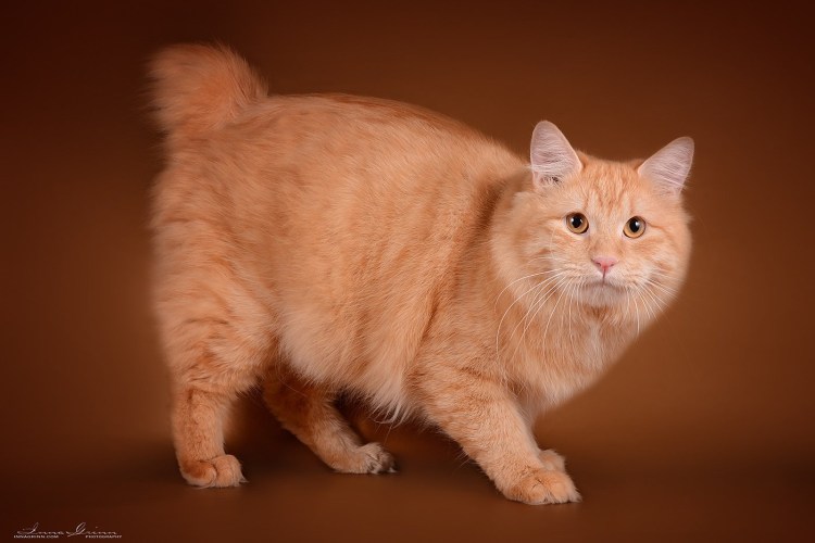 Трехцветная мраморная кошка