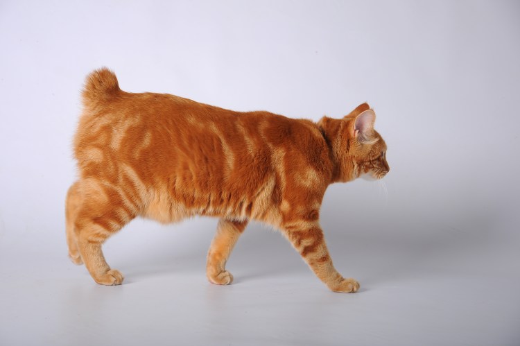 Длинношерстный бобтейл белорыжий