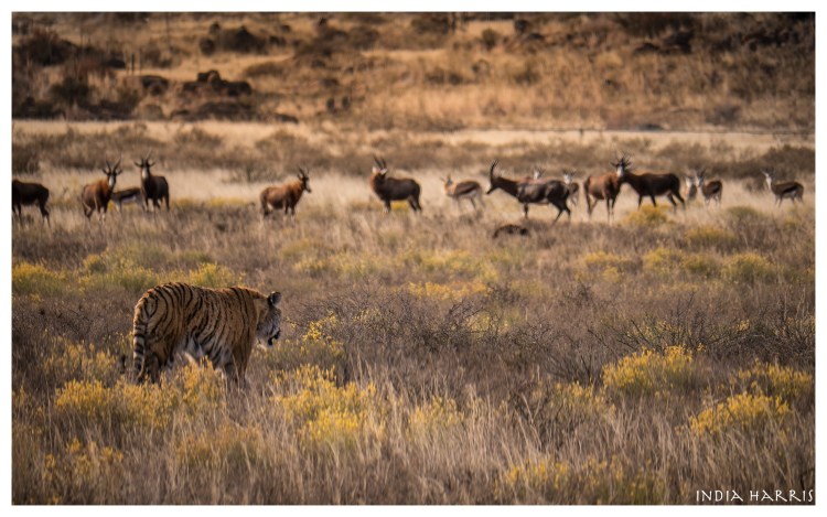 Животные саванны тигр